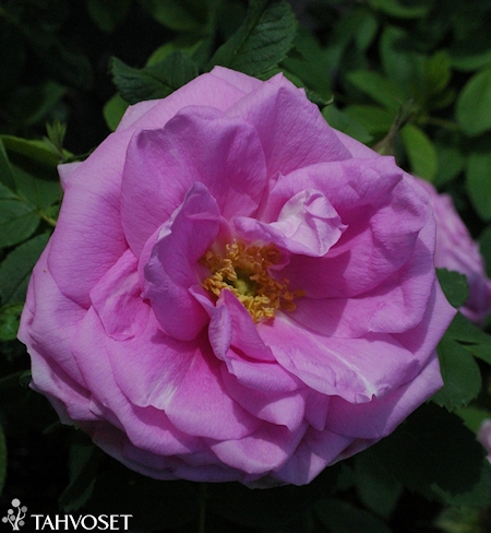Rosa Rugosa-ryhmä 'Wasagaming', tarhakurtturuusu